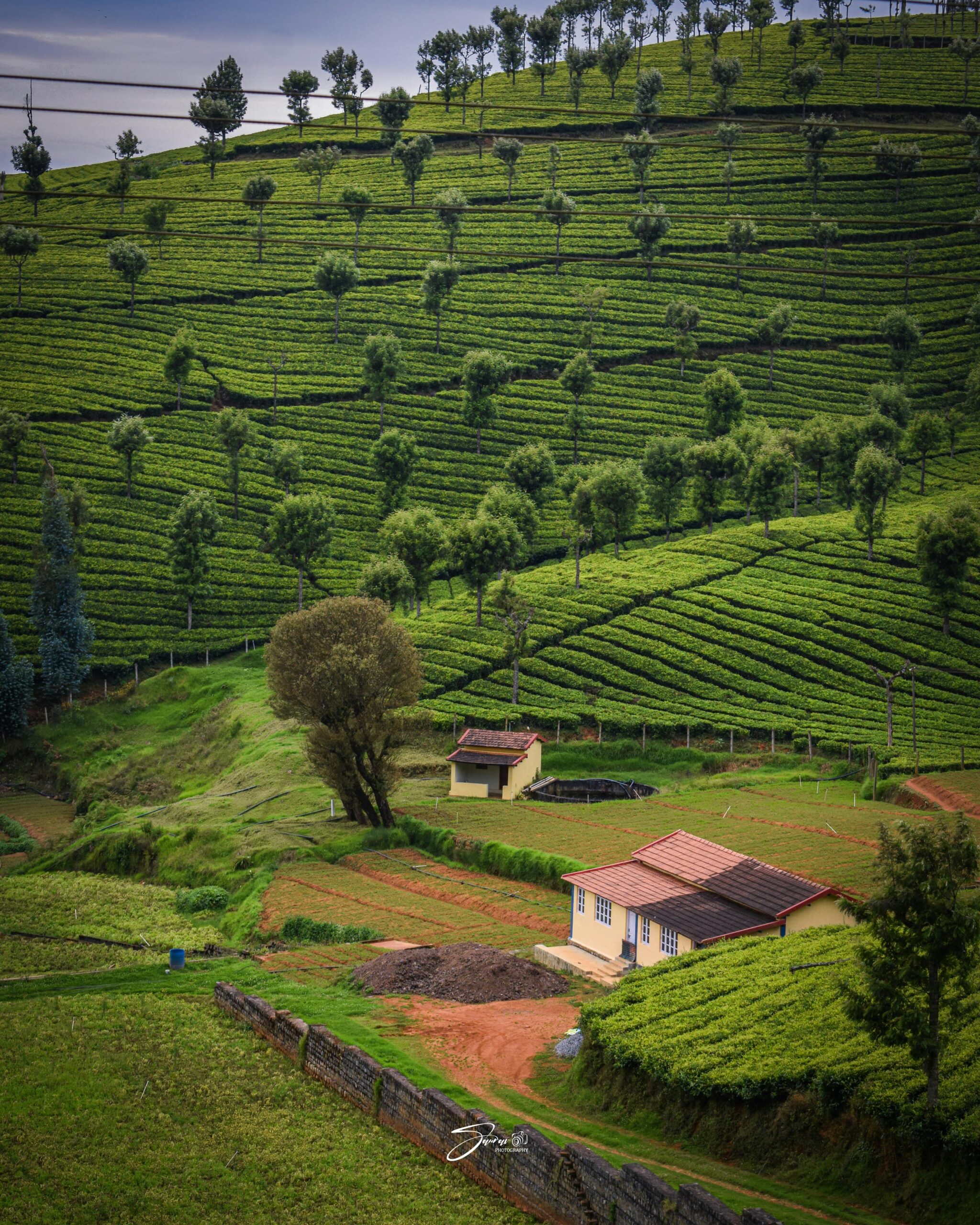 Lush green tea fields on rolling hills in Ooty, India, with rural farmhouses.