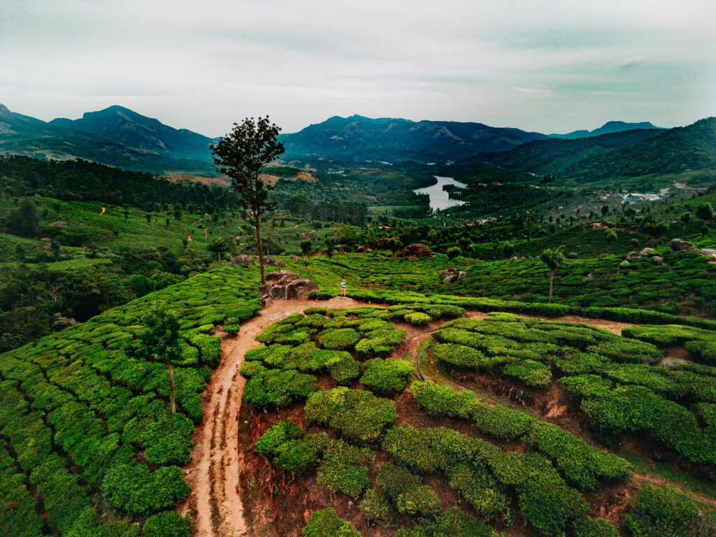Aerial shot capturing the verdant tea plantations and rolling hills of Munnar, Kerala.